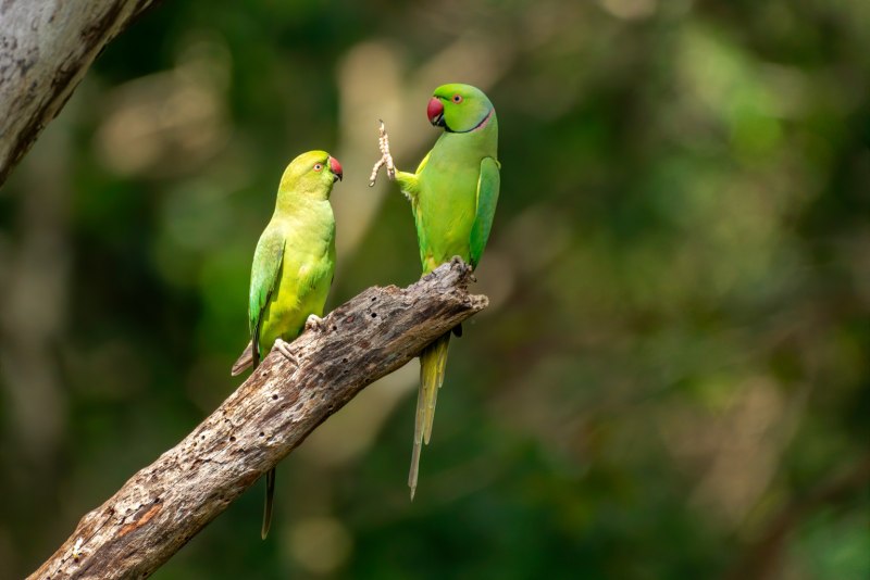 Премия comedy Wildlife Photography