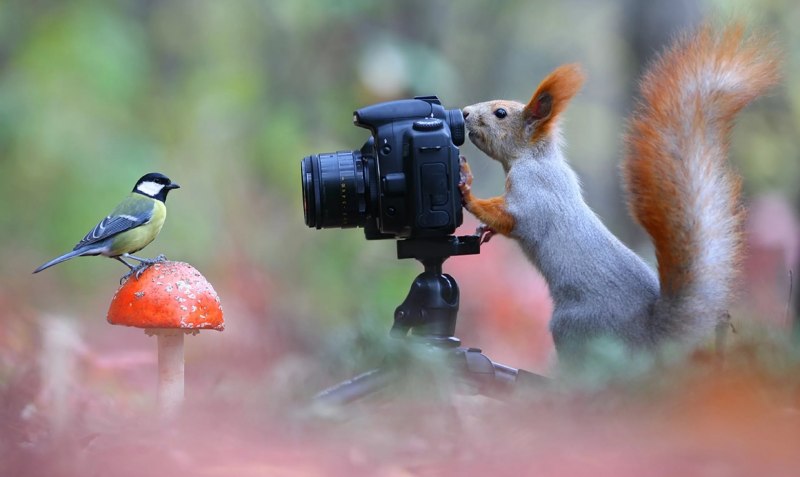 Белка с фотоаппаратом