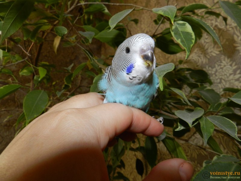 Многоцветный лорикет (Trichoglossus haematodus)