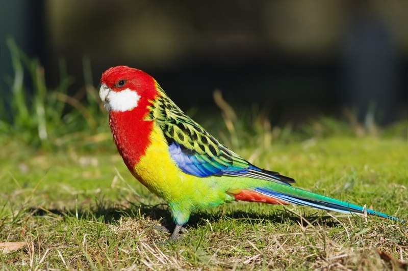 Photo of a pair of Bright Parrots