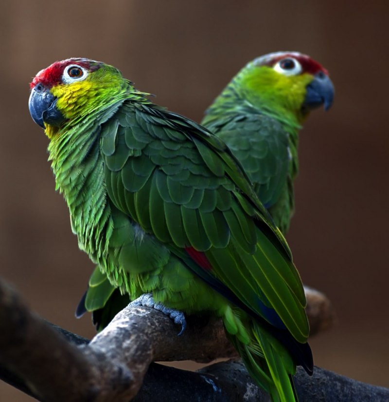 Розелла пестрая Platycercus Eximius