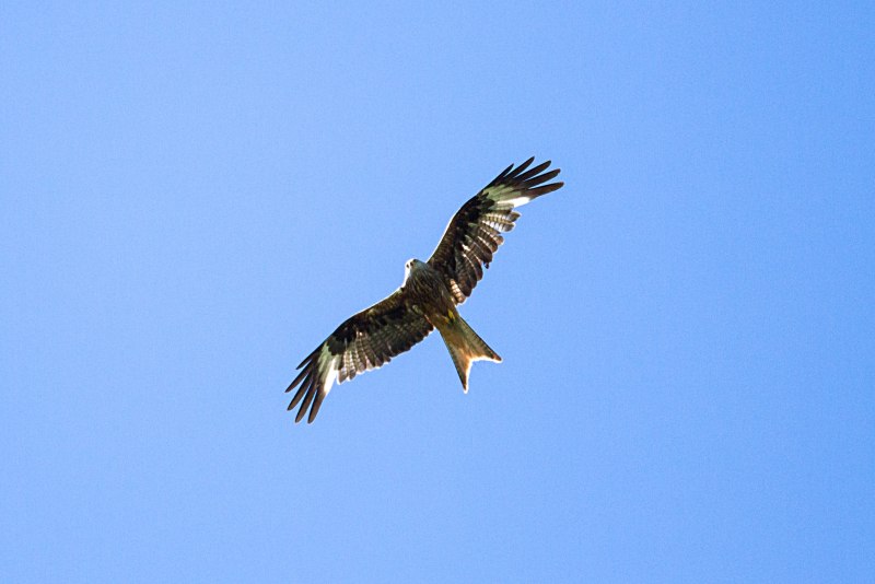 Красный Коршун Milvus Milvus