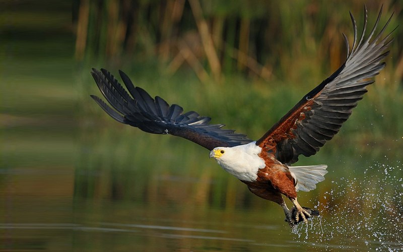 Красный Коршун Milvus Milvus