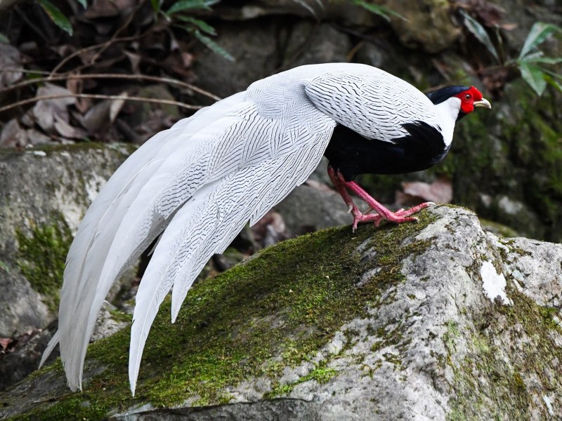 Silver Pheasant