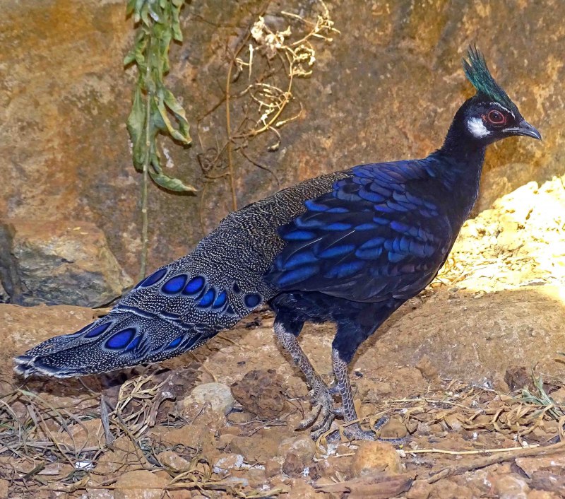 Silver Pheasant