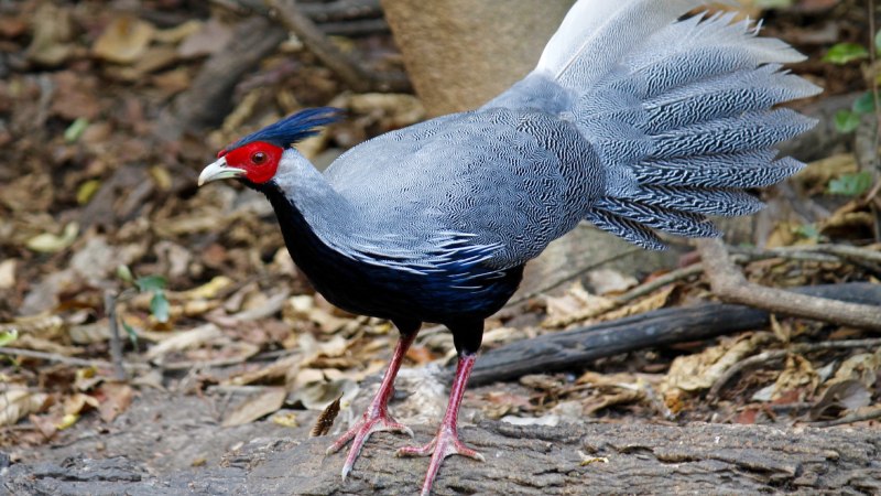 Отряд Курообразные — galliformes