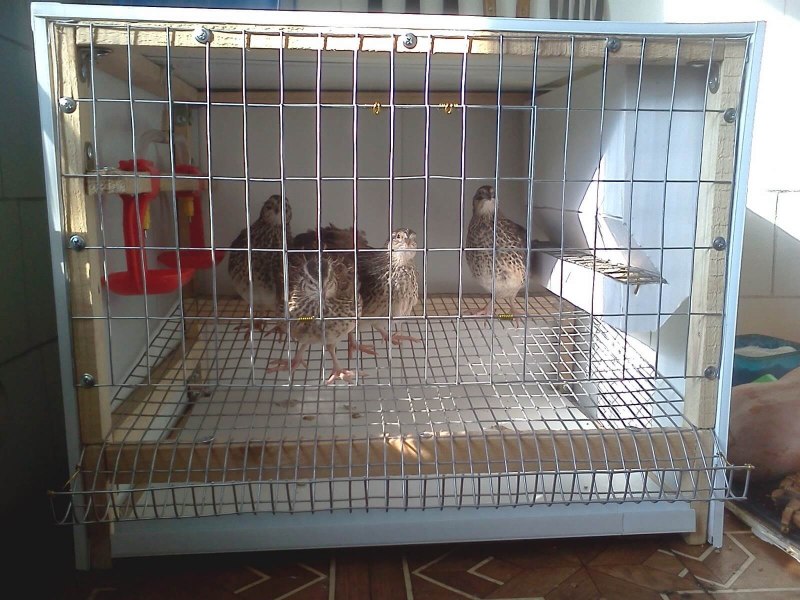 Коты и куры