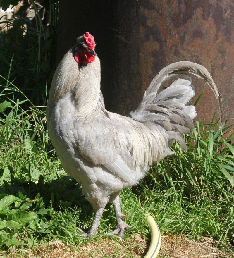Араукана и Амераукана