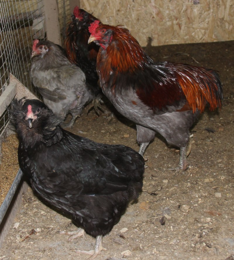Куры породы Араукана