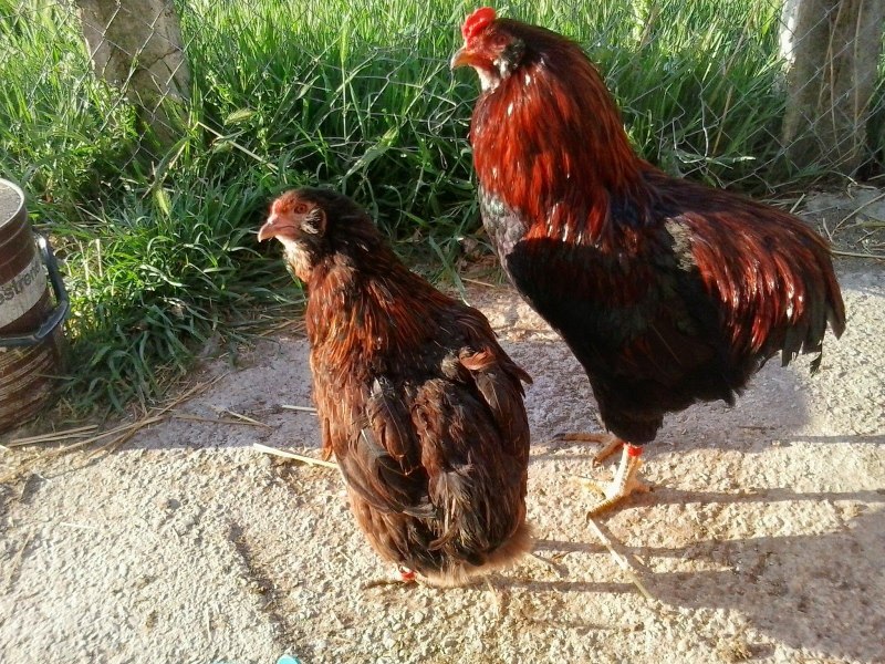 Кур Араукана