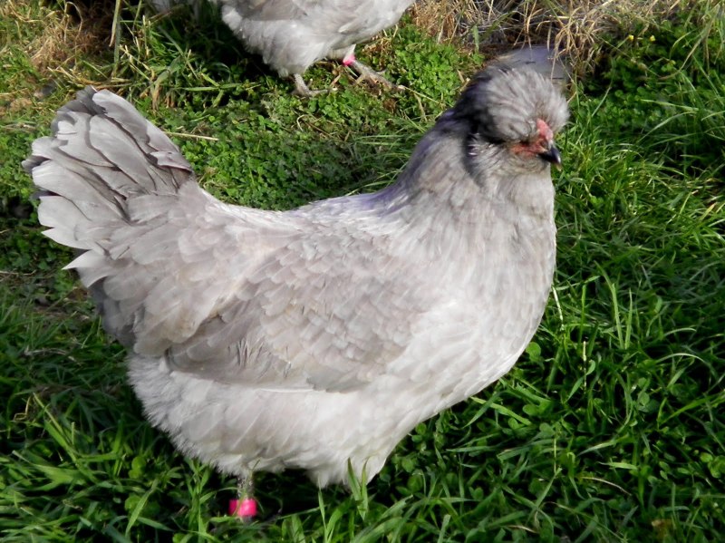 Куры породы Араукана