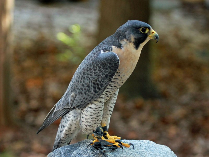 Сокол-Сапсан (Falco peregrinus)