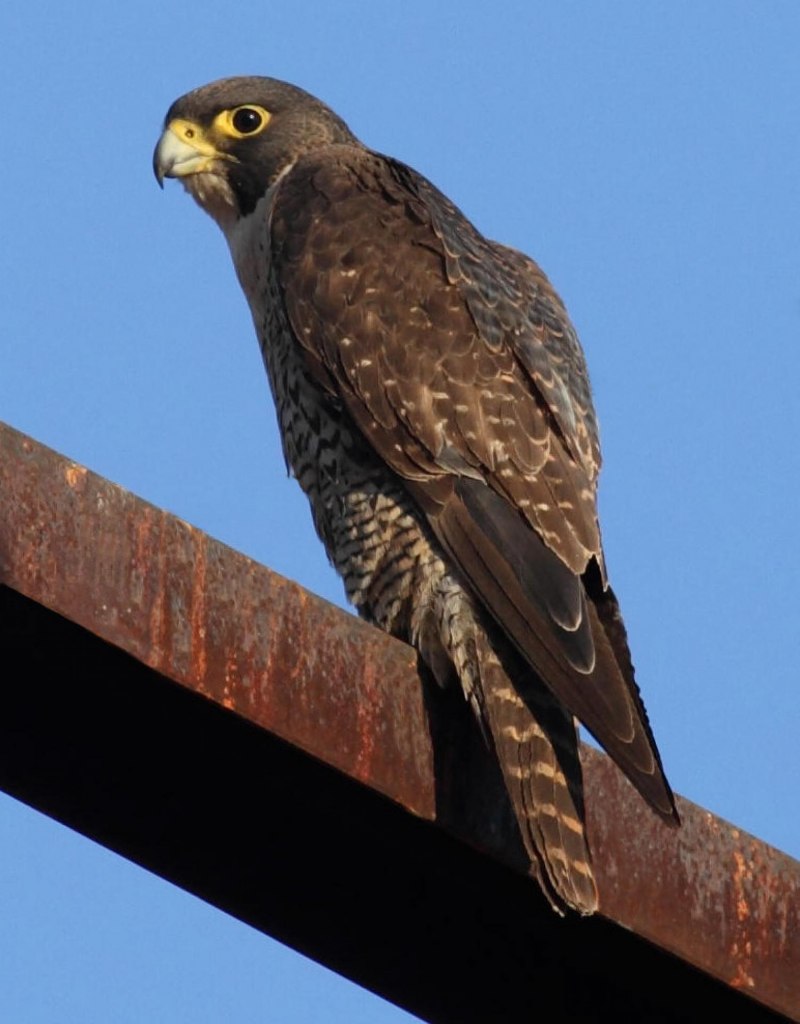 Falco peregrinus