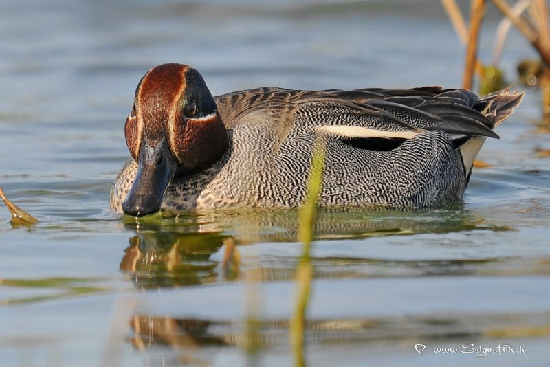 Поганка малая (Podiceps ruficollis)