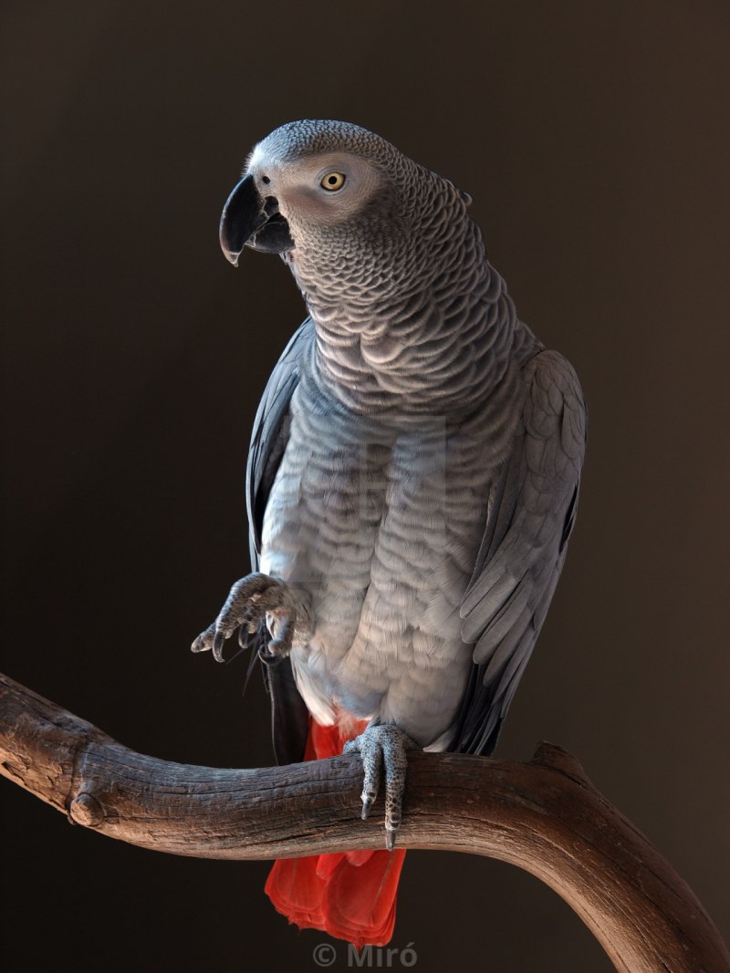 Psittacus Erithacus