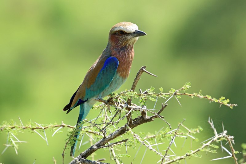 Coracias benghalensis