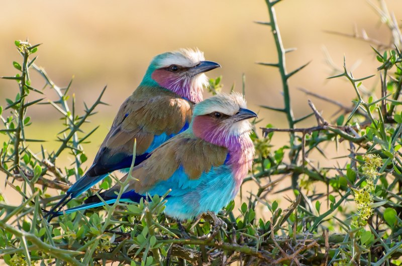 Сизоворонка птица самка и самец (49 фото)