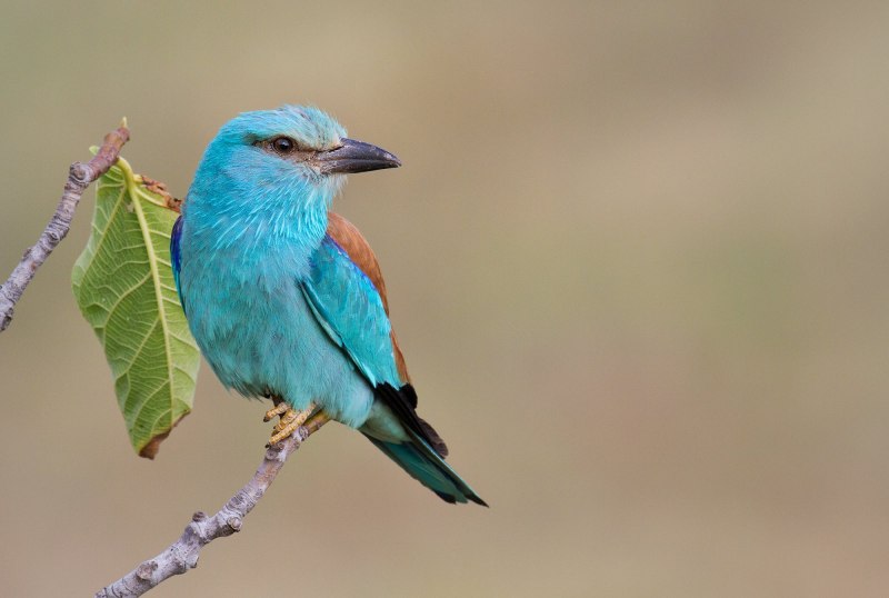 Coracias abyssinicus