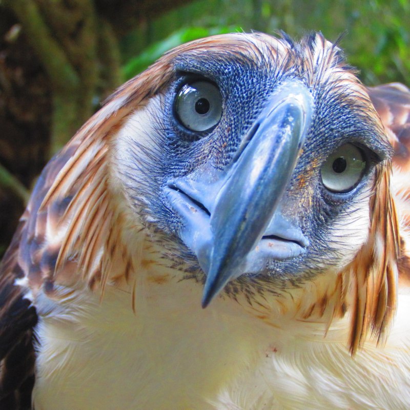 Shoebill Stork