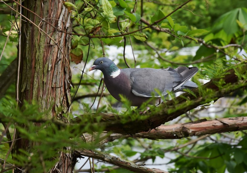 Backyardnearby amateur Bird photo Contest