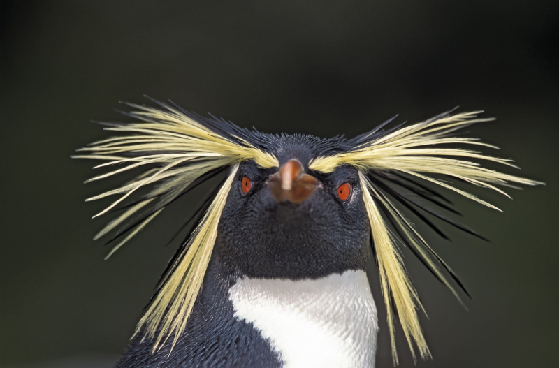 Снэрский хохлатый Пингвин (Eudyptes robustus)