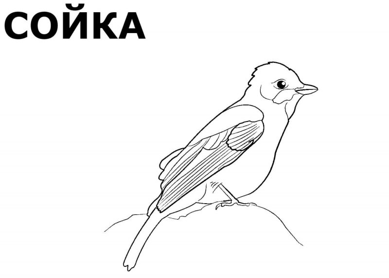 Сойка раскраска