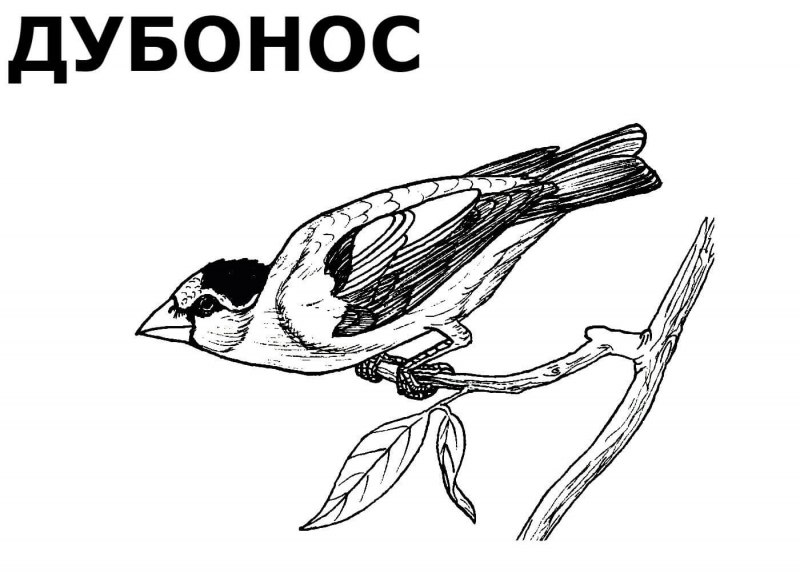 Зимующие птицы для раскрашивания