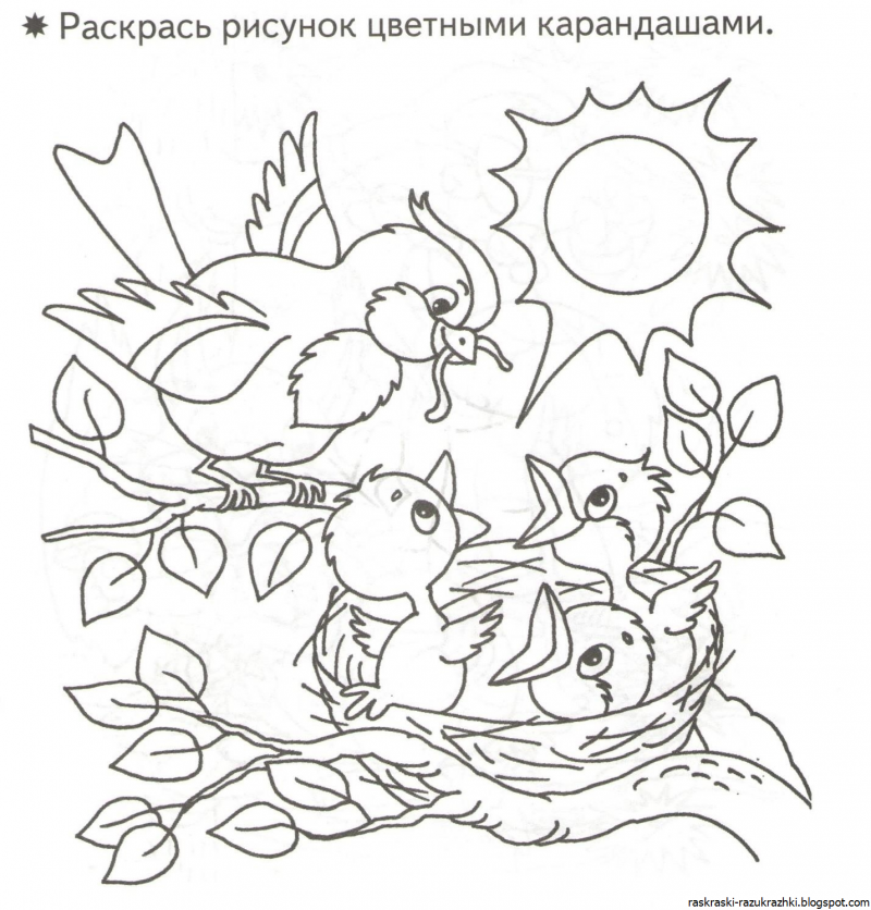 Чиж раскраска