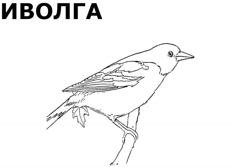 Птицы раскраска для детей
