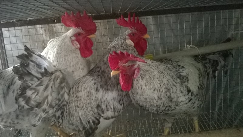 Куры Борковская барвистая