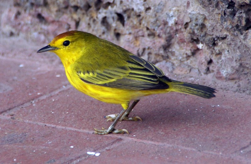 Жёлтая древесница (Dendroica petechia)