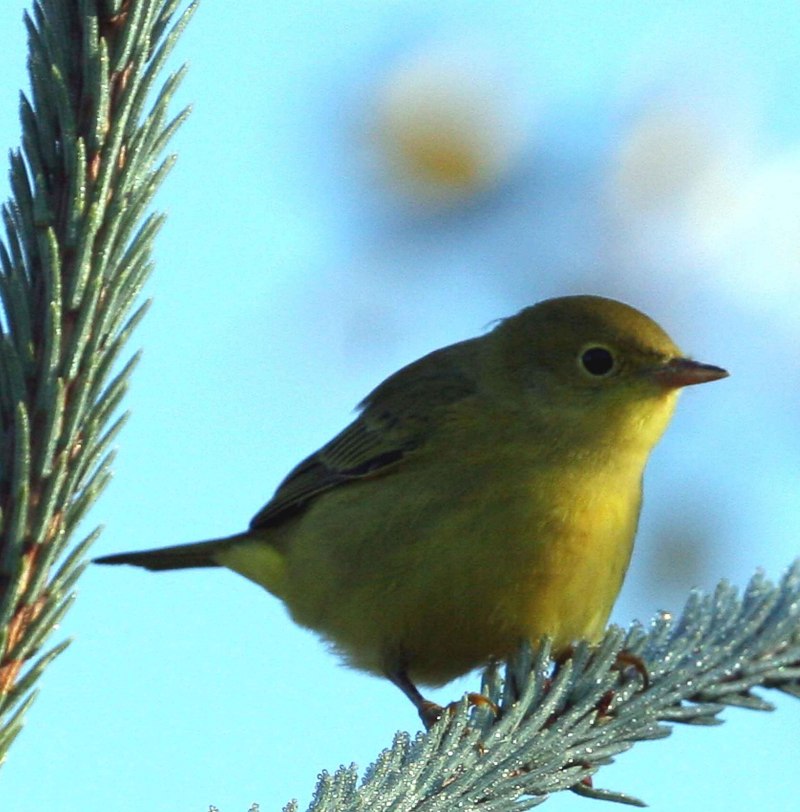 Yellow Warbler птица