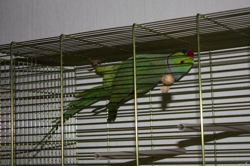 Клетка для ожерелового попугая (36 фото)
