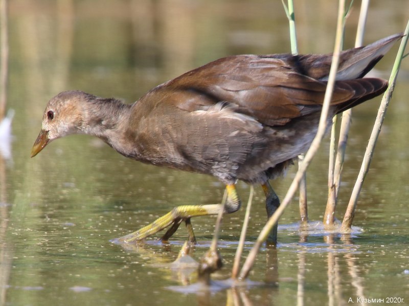 Gallinula chloropus