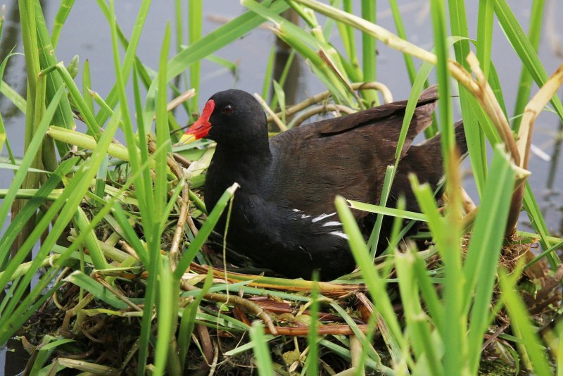Камышница Gallinula chloropus