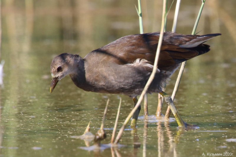 Gallinula chloropus
