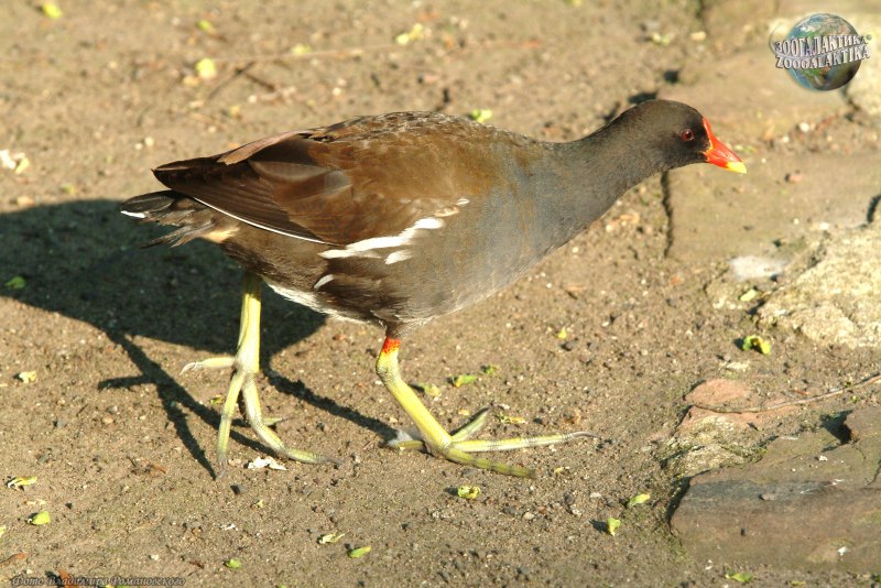 Gallinula chloropus