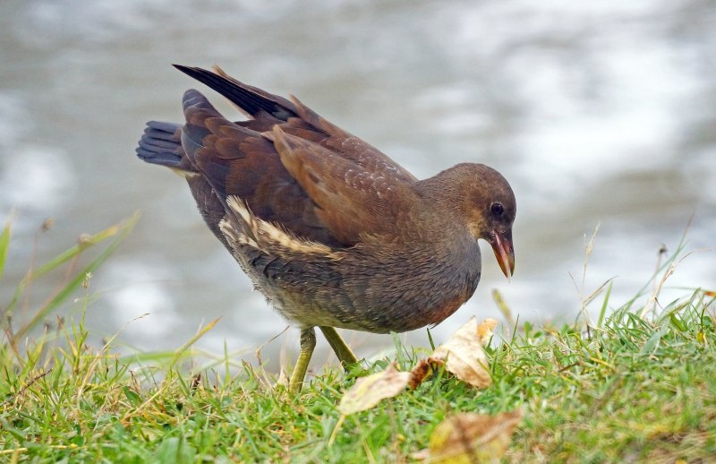 Камышница Gallinula chloropus (Linnaeus, 1758)