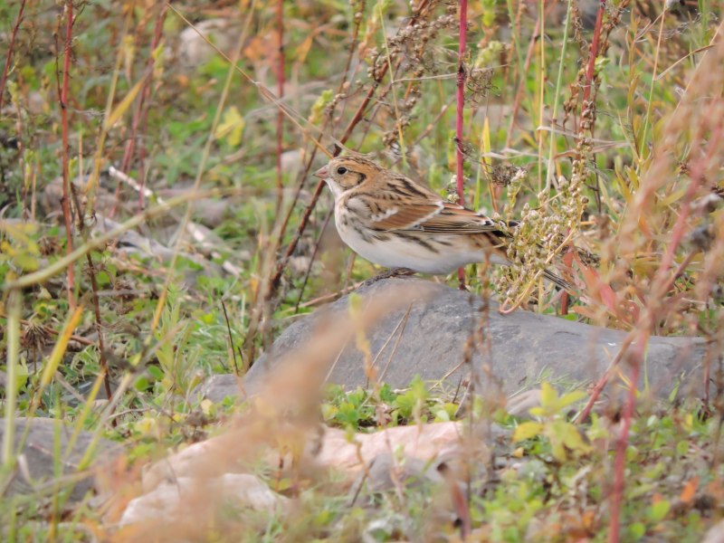 Calcarius lapponicus