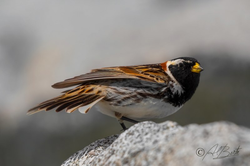 Calcarius lapponicus