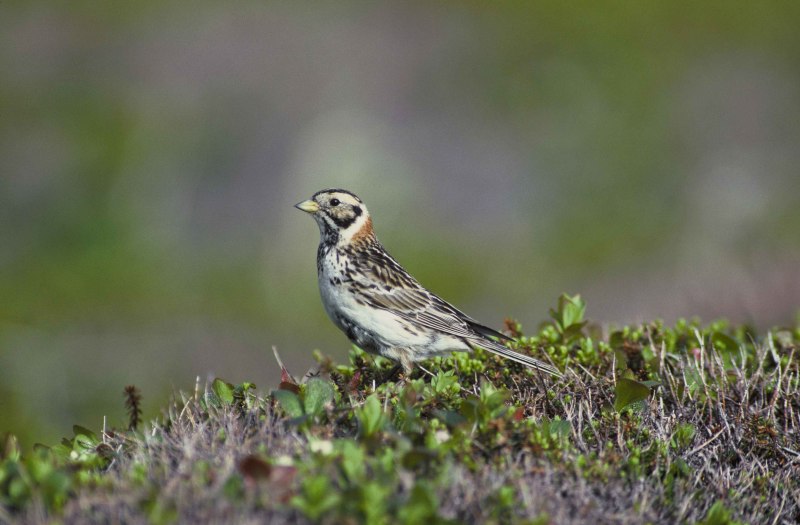 Calcarius lapponicus