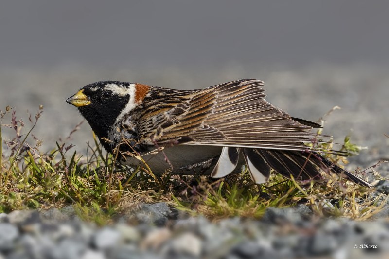 Calcarius lapponicus
