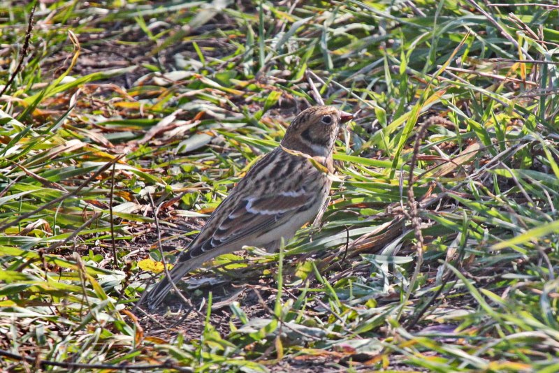 Calcarius lapponicus
