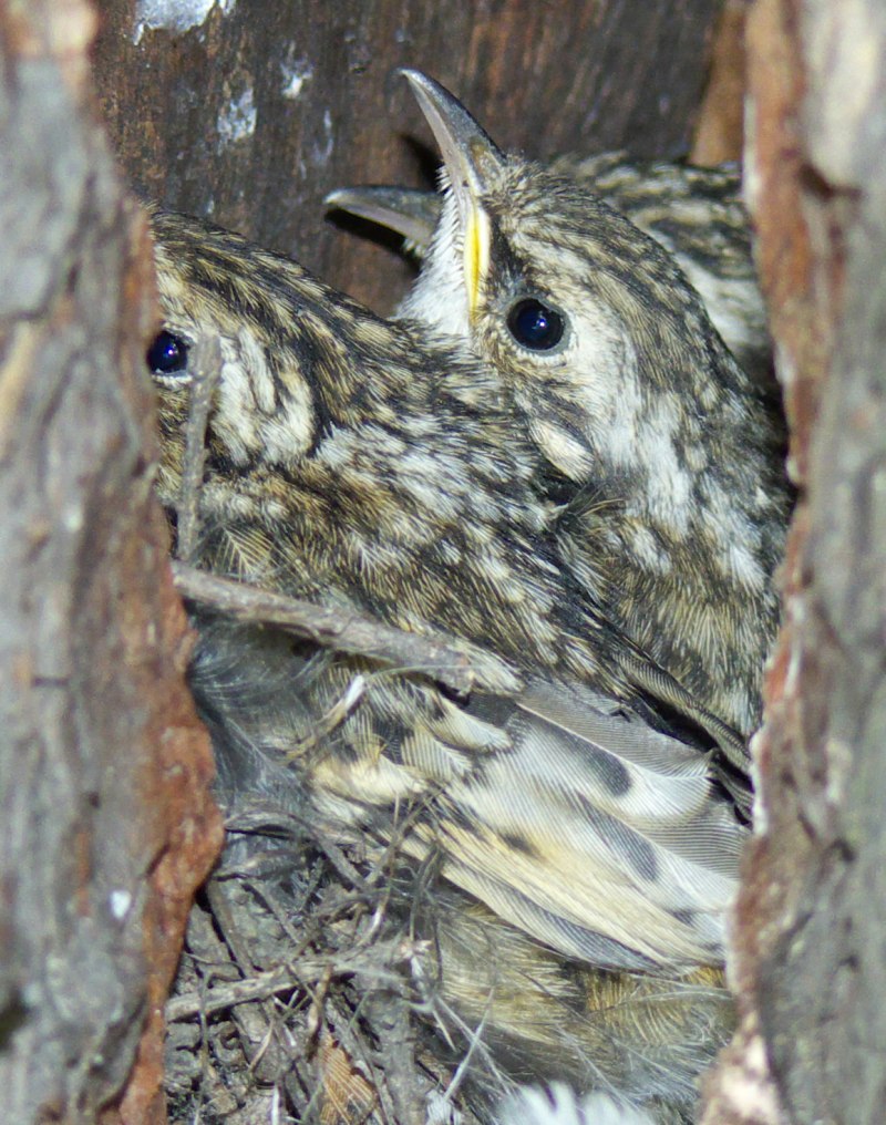 Пищуха (Certhia familiaris)