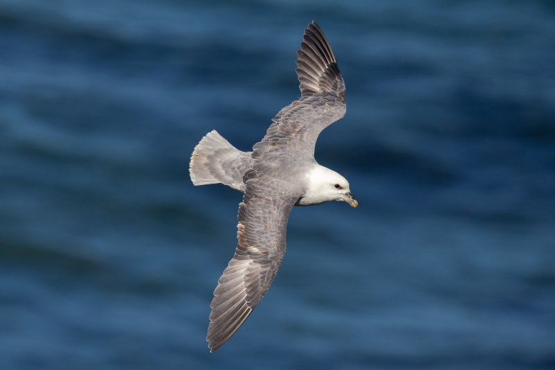 Глупыш Северный (Fulmarus glacialis)