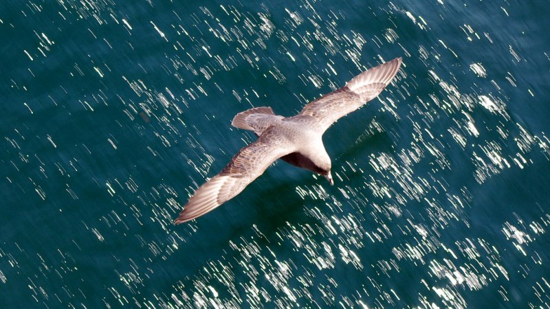 Буревестник серебристо-серый(Fulmarus glacialoides)