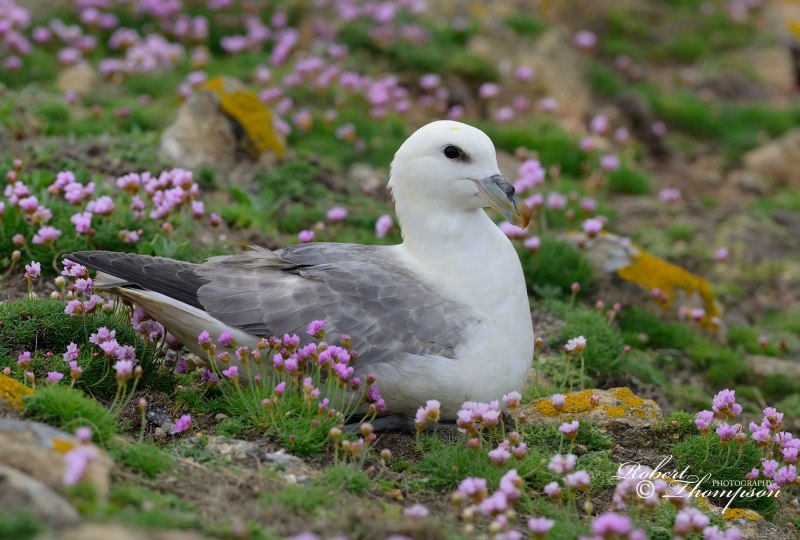 Глупыш - Fulmarus glacialis