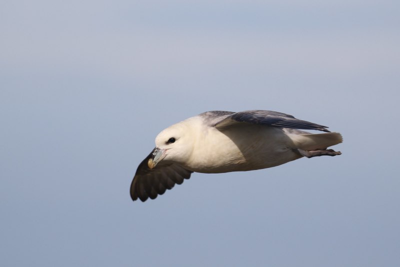 Глупыш - Fulmarus glacialis