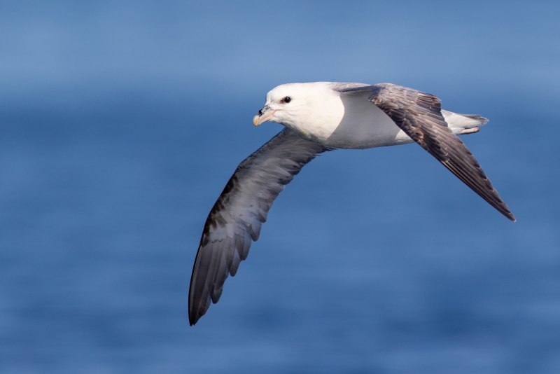 Джордж Даннет с глупышом Fulmarus glacialis