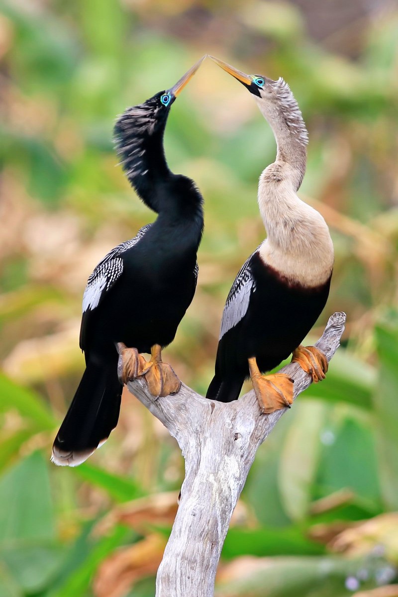TUI Bird